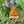 Load image into Gallery viewer, Carrot Top Gnome Pattern
